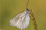 butterfly_new15.jpg