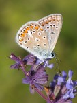 butterfly_new16.jpg