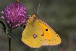 butterfly_new25.jpg