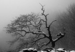fog_tree.jpg