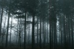 mystic_forest_1.jpg