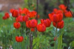 red_flowers_2.jpg